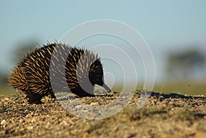 Short beaked echidna, going for a stroll