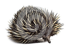 Short-beaked echidna isolated on white