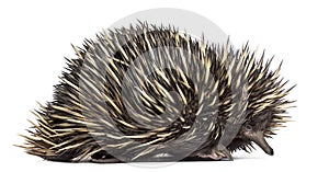 Short-beaked echidna isolated on white