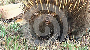 Short-beaked Echidna searching food 02