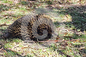 Short-beaked Echidna (Tachyglossus aculeatus)