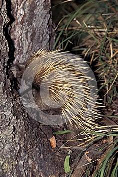 SHORT BEAKED ECHIDNA tachyglossus aculeatus, ADULT SEARCHING FOOD, AUSTRALIA