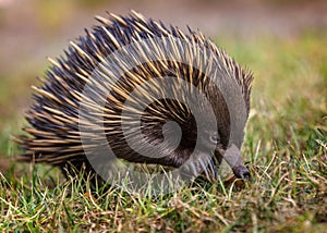 A short-beaked echidna Tachyglossus aculeatus walking on the g