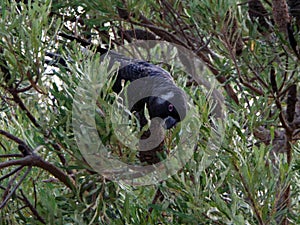 Short-Billed Black Cockatoo
