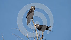 Short-Billed Black Cockatoos