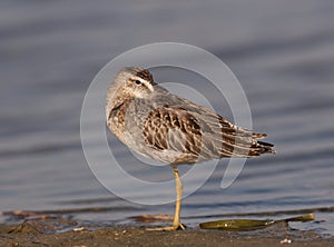 Short-billed Dowitcher