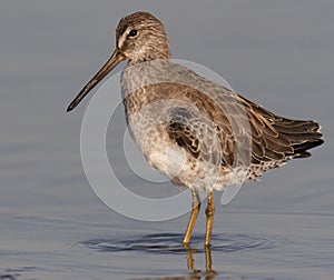 Short-billed Dowitcher