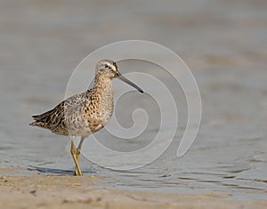 Short-billed Dowitcher on beach