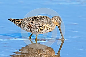 Short-Billed Dowitcher Feeding in the Marsh photo