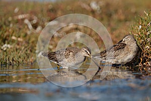 Short billed Dowitcher feeding at seaside beach