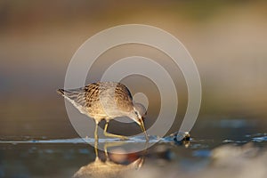 Short billed Dowitcher feeding at seaside beach