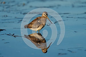 Short billed Dowitcher feeding at seaside beach