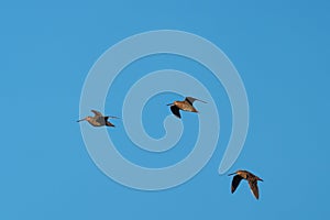 Short billed Dowitcher flying in the sky