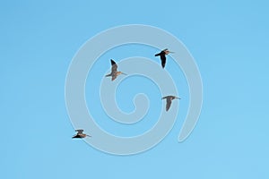 Short billed Dowitcher flying in the sky photo