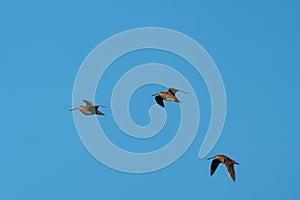 Short billed Dowitcher flying in the sky photo