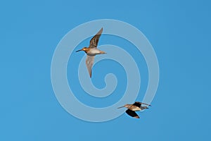 Short billed Dowitcher flying in the sky