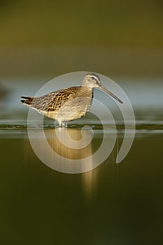 Short-billed dowitcher, Limnodromus griseus