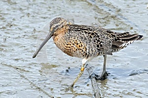 Short-billed Dowitcher