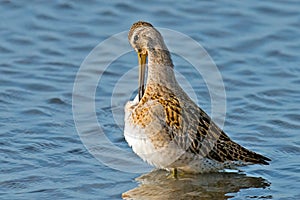 Short-billed Dowitcher