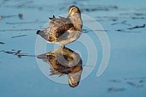 Short billed Dowitcher resting at seaside beach