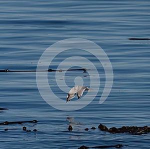 Short billed gull flying and feeding at seaside