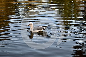 Short billed gull, Larus brachyrhynchus, 6.