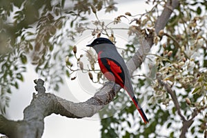 Short-billed minivet or Pericrocotus brevirostris observed in Rongtong, India