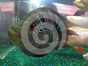 Short body flower horn fish in a petstore photo