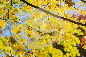 Short but bright time of golden autumn. Yellow and green sugar maple leaves on a blue fall sky background
