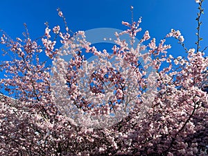 The shortâbristled cherry (Cerasus subhirtella or Prunus subhirtella) belongs to the cherry trees photo