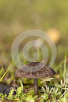 Short brown striated mushroom growing among green vegetation