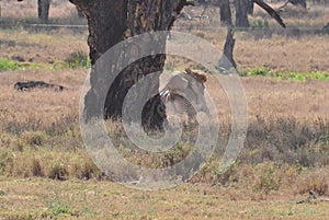 A lion kill of a grevy zebra 2