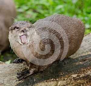 Short-clawed Otter