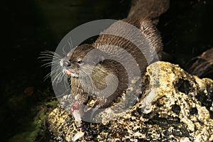 SHORT CLAWED OTTER aonyx cinerea, ADULT EATING FISH ON A ROCK