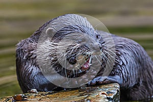 Short clawed otter eating a crab