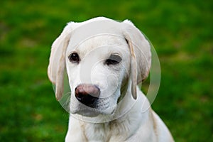 Labrador Retriever Puppy