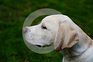 Labrador Retriever Puppy