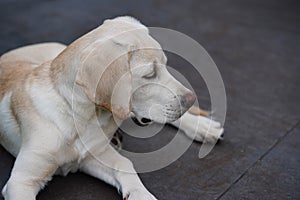 Labrador Retriever Puppy