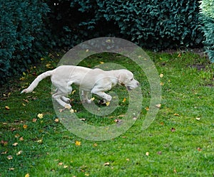 Labrador Retriever Puppy