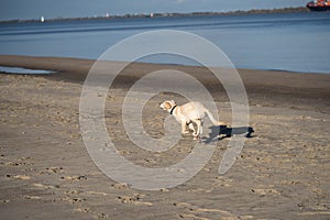 Labrador Retriever Puppy