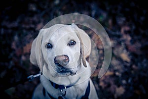 Labrador Retriever Puppy