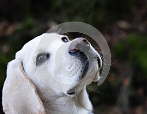 Labrador Retriever Puppy