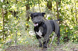 Short Dachshund Bulldog mixed breed dog