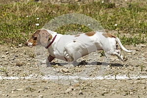 Short Dachsund in wiener dog race.