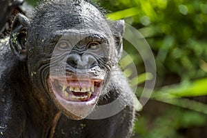 At a short distance close up portrait of Bonobo with smile. The Bonobo ( Pan paniscus), photo