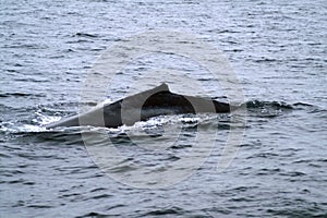 Short dorsal fin of the whale in the ocean