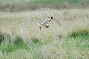 Short ear owl (asio flammeus) hunting