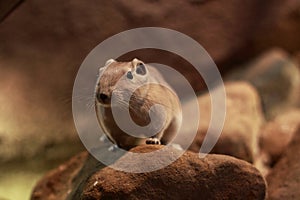 Short-eared elephant shrew