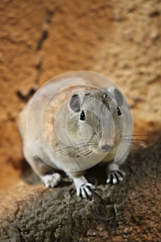 Short-eared elephant shrew photo