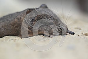 Short-eared elephant shrew